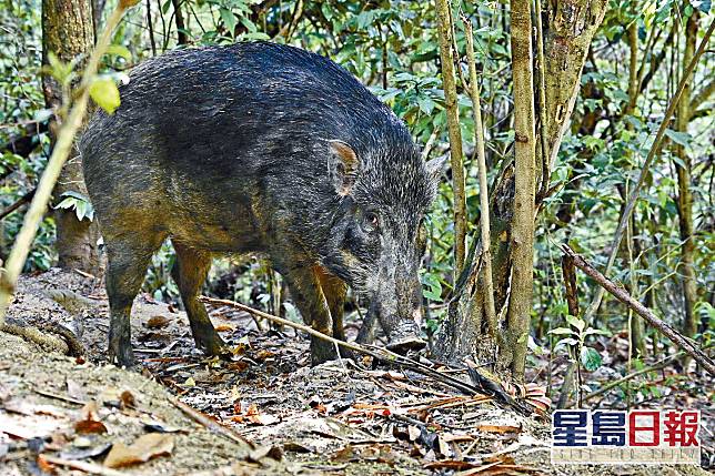 ■黃大仙豐盛街後的行山徑常有居民餵飼野豬，野豬沿着山路翻查膠袋等尋找食物，記者走近都不害怕。