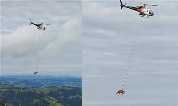 瑞士的農民用直升機帶牛看醫生。（圖片來源／@katies_wanderlust 抖音）