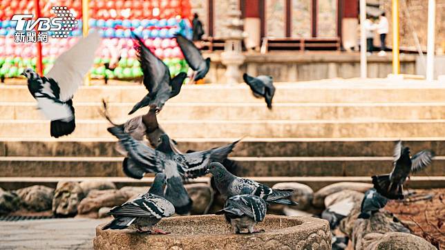 南韓首爾明年起公園餵食鴿子視為非法。（示意圖／shutterstock達志影像）