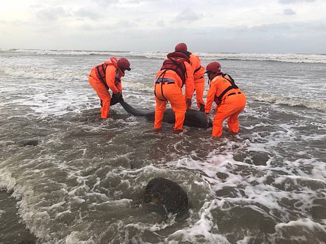 苗栗新埔沙灘於19日中午發現一只死亡瓶鼻海豚，目前死因待釐清。   圖：海巡署／提供