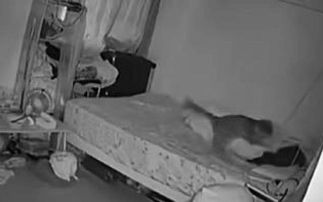 說好7點叫起床！女主人賴床1小時　貓耐心盡失「瘋狂連環跳」物理喚醒