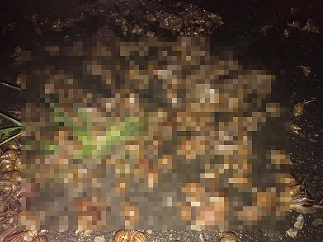一名男網友在臉書社團「爆廢公社」 PO 文表示，自己在雨後出門時，發現柏油路上有許多小小的物體，靠近一看才發現竟然全都是蝸牛