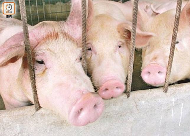 非洲豬瘟導致內地豬肉產量下降、價格上升。