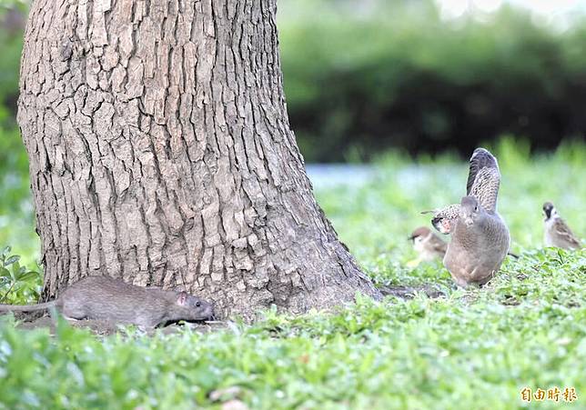 草地出現老鼠與麻雀、鴿子同框畫共食遊玩畫面。(記者王藝菘攝)