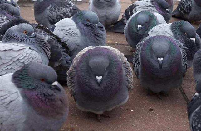 在日本馬路邊的鴿群。 圖 : 翻攝自TWITTER@ttt_zegu952