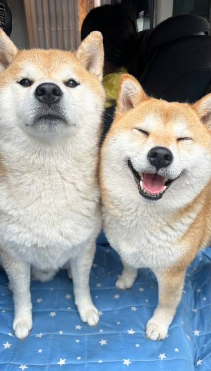 柴犬式任性有多固執？穿雨衣下秒做「1行為」　飼主淋成落湯雞網笑翻