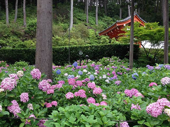 圓碌碌的繡球花在日本多被稱為紫陽花，或直接用上平仮名あじさい。