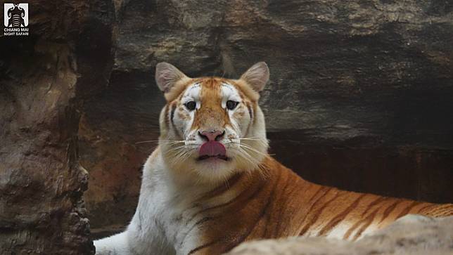 清邁夜間動物園最近公開一對「黃金虎」姊妹露娜、艾娃（圖），粉絲大呼「可愛、戀愛了」。照片授權／清邁夜間動物園（Chiang Mai Night Safari ）