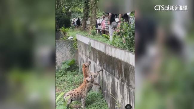 遊客越圍欄挑釁鬣狗　北市動物園將依法究辦 | 華視新聞 | LINE TODAY