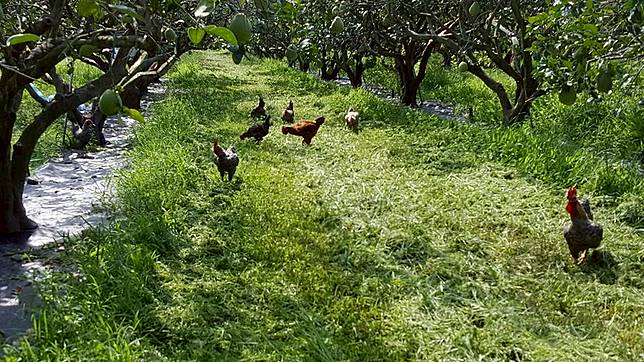 ▲自然放牧，讓雞去解決雜草與病蟲害，是一種很健康的天然農法（圖/奧丁丁市集）