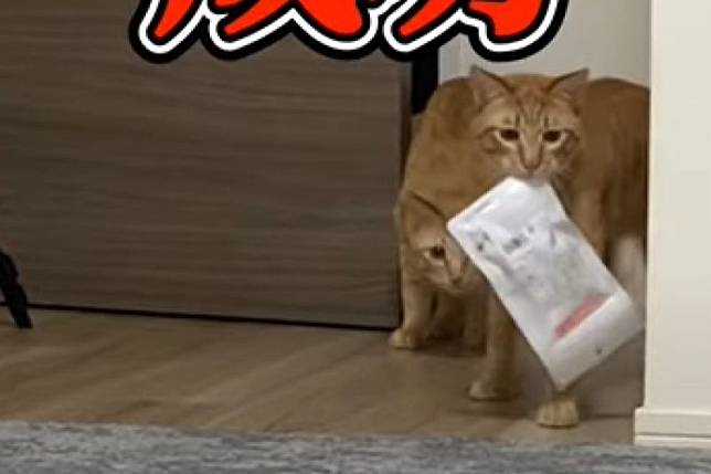 小偷貓出任務，趁不注意出絕技拿零食，還懂湮滅證據。（圖／Youtube：吾輩は猫ニートである。）