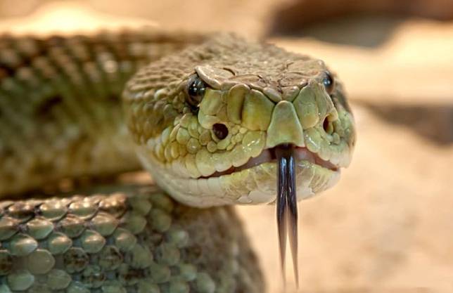 蛇,毒蛇,蛇吻,蛇咬人。（示意圖／取自pixabay）