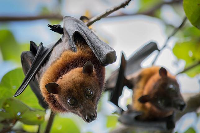 The new strain has links to fruit bats, Chinese scientists found. Photo: Shutterstock