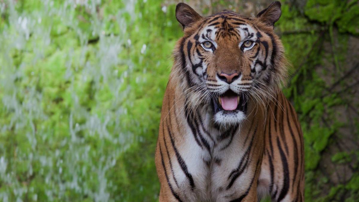 When Tigers roamed the concrete jungle of Hong Kong