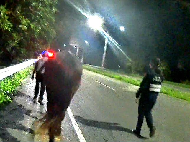 「馬路」有馬！馬兒「卡溜」飼主吃罰單!