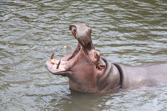 印度勒克瑙動物園18日發生河馬將清潔工咬死的意外。（示意圖非當事河馬，photoAC）
