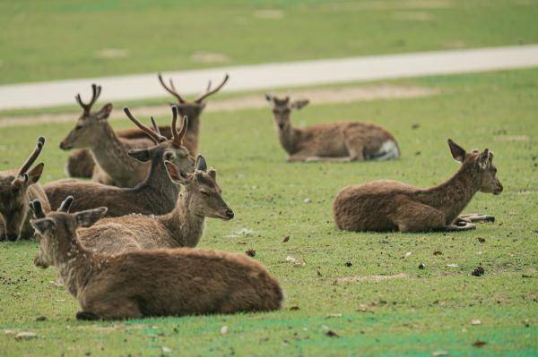 新冠肺炎令遊客大減，不少人擔心鹿群無人餵