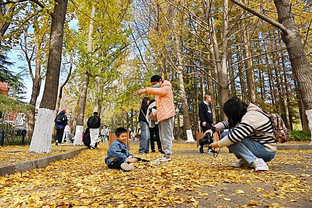 People play with fallen leaves at Badaguan scenic area in Qingdao, east China's Shandong Province, Nov. 17, 2024. (Xinhua/Li Ziheng)