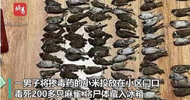 男毒死逾200隻麻雀　遭逮稱「想留著吃」警傻眼