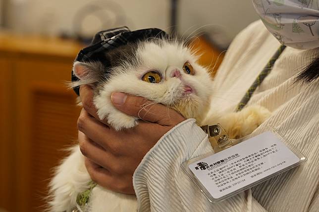 科大首次將「貓醫生」帶入校園，在臨近考試之際為同學紓壓和打氣。