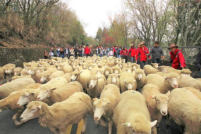 從4月6日至6月30日於平日期間入住退輔會旗下三大休閒農場享好康。圖為清境農場一景。（圖／退輔會）