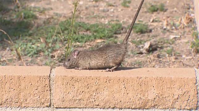 北市爆米老鼠滿街逃竄！網問「為何不找寵物溝通師」…內行親揭關鍵原因
