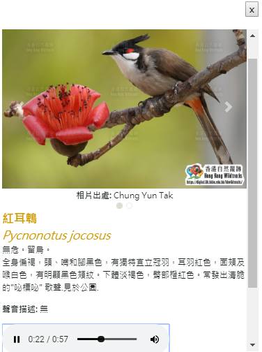 圖為馬鞍山公園常見的雀鳥—紅耳鵯（Pycnonotus jocosus），鳥鳴聲<a href=