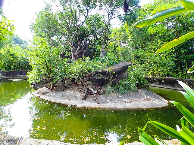「長臂猿島」四面環水，僅留一個通道銜接室內欄舍。（台北市立動物園提供）