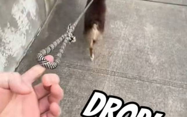 主人故意掉狗繩　澳牧生氣塞回去：再一次試試看