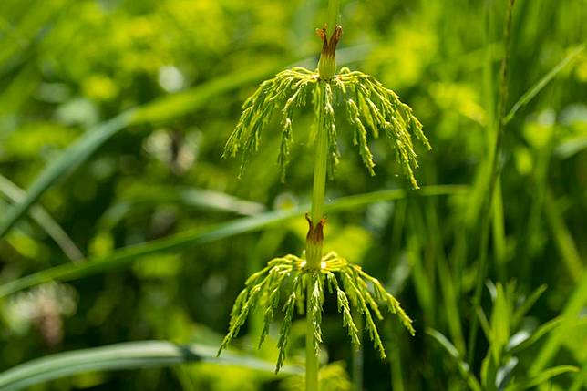 一名8歲男童日前爬山時看到問荊草，便大喊「山下有黃金！」爸爸本不以為意，怎料，經AI助手比對竟發現，問荊草真的具有金屬富集特性。圖／取自東方IC