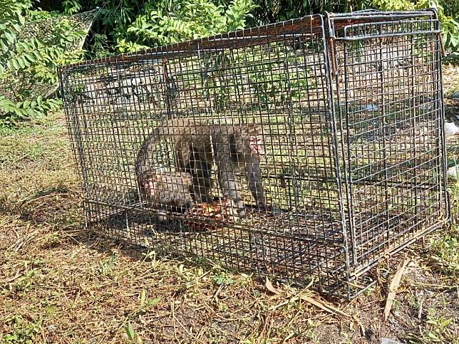 台灣獼猴入侵宜蘭果園危害黃金茂谷、桶柑，縣府提供借用誘捕獼猴移動式鐵籠。（記者林坤瑋攝）