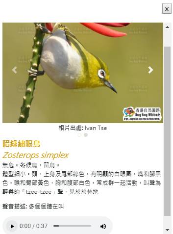 圖為可愛的暗綠繡眼鳥（Zosterops simplex），常出沒在港島一帶，鳥鳴聲<a href=