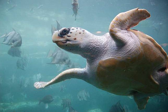 全球暖化效應已讓海龜性別比例嚴重失衡。圖為一隻成熟的赤蠵龜。（ukanda@wikipedia_CCBYSA2.0）