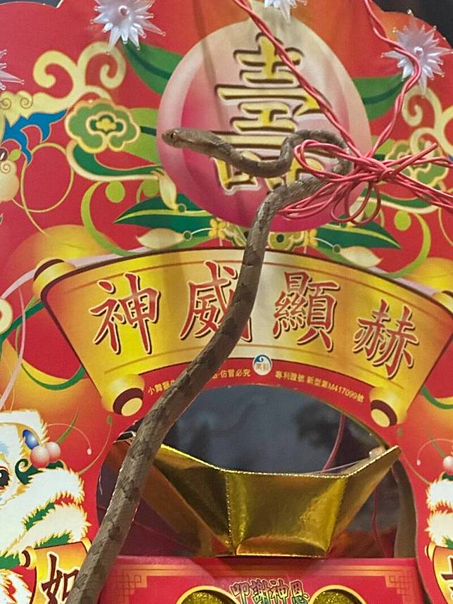 南投天受宮靈蛇連續46年現身，令人嘖嘖稱奇。(圖由天受宮提供)