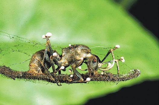香港找到的「殭屍螞蟻」，死前離巢流浪，死後身體上長出小菇。緣何如此？科學家正在找尋真相。（葉朝霞攝）