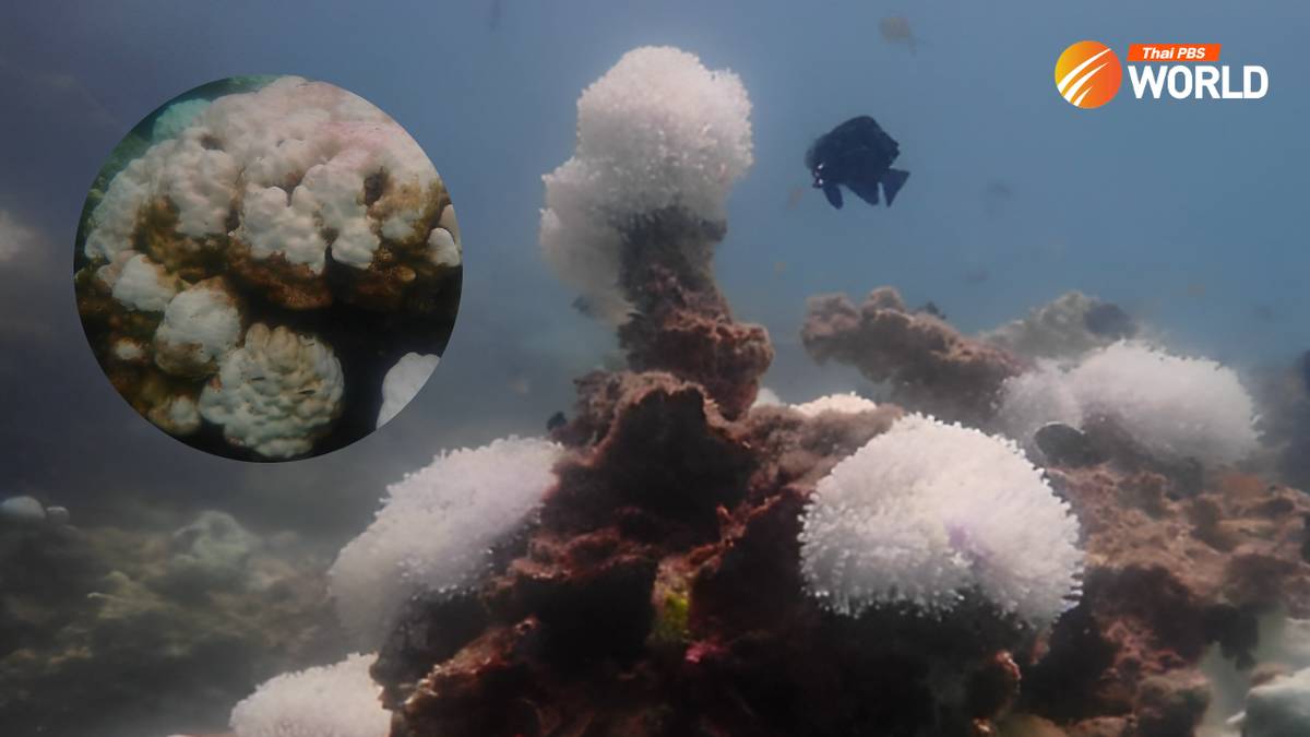 Widespread coral bleaching forces the closure of areas around Phi Phi ...