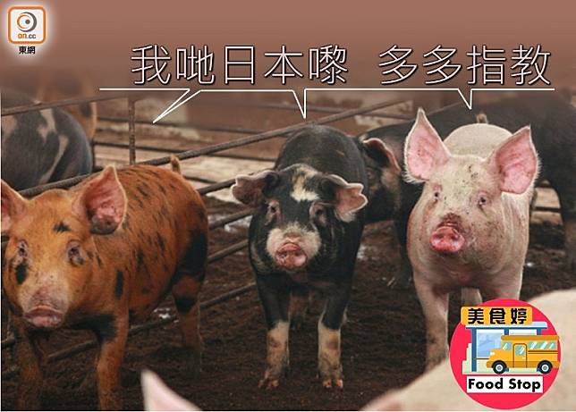 三元豚由黑豚、白豚及赤豚3個品種的豬隻混種而成，毛色也呈現了三者的特色。（互聯網）