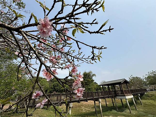 台南山上花園水道博物館淨水池區櫻花綻放約4成，創開園5年來最晚開紀錄。(山上花園水道博物館提供)