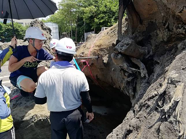 板橋忠孝國中挖出百年古木     農業局邀專家鑑定保資產