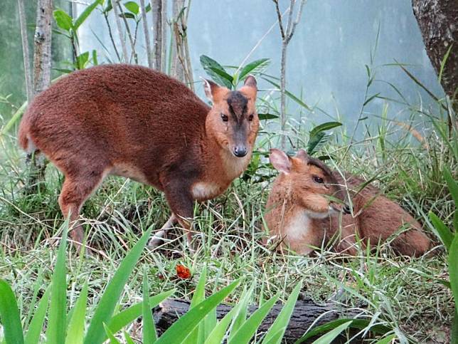 山羌的獠牙不會主動外露，埋藏潛在的危險。（圖／臺北市立動物園授權提供）