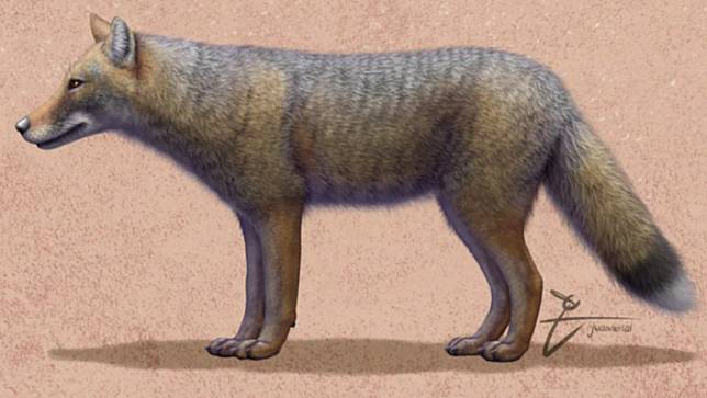 科學家發現，500年前滅絕的南美洲狐狸Dusicyon avus曾經是人類最好的動物朋友，被當作寵物飼養在身邊。翻攝CNN