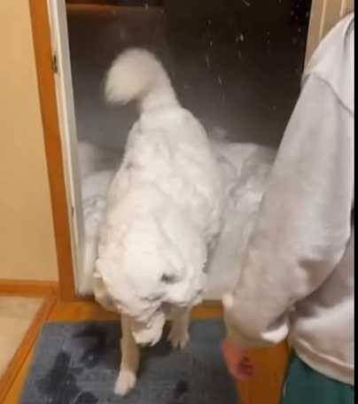 一隻小白羊變身成哈士奇。（圖／翻攝自臉書）