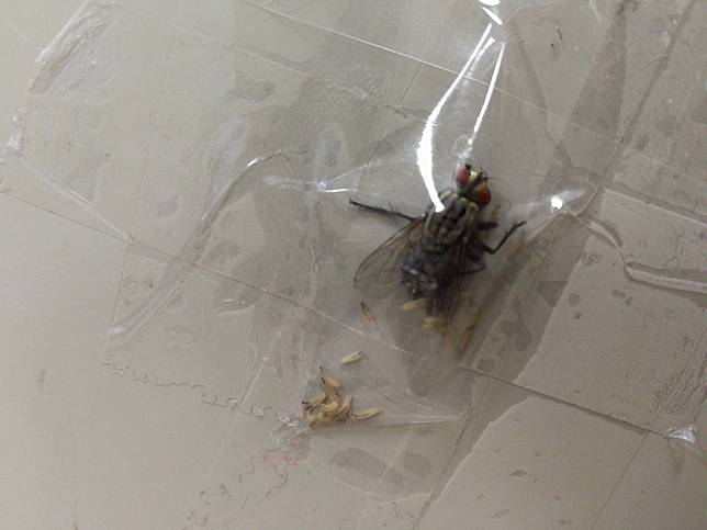 膠帶封印大蒼蠅　結果令他超後悔