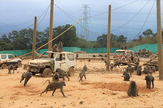 六福村逾百隻狒狒清點困難，遭新竹縣政府要求一週內提報精確數量。（翻攝自新竹縣政府網站）