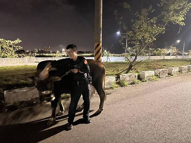 台南一隻剛產下小牛的黃牛深夜落跑闖入馬路，李姓飼主因疏於管理，違反道路交通管理處罰條例。(民眾提供)