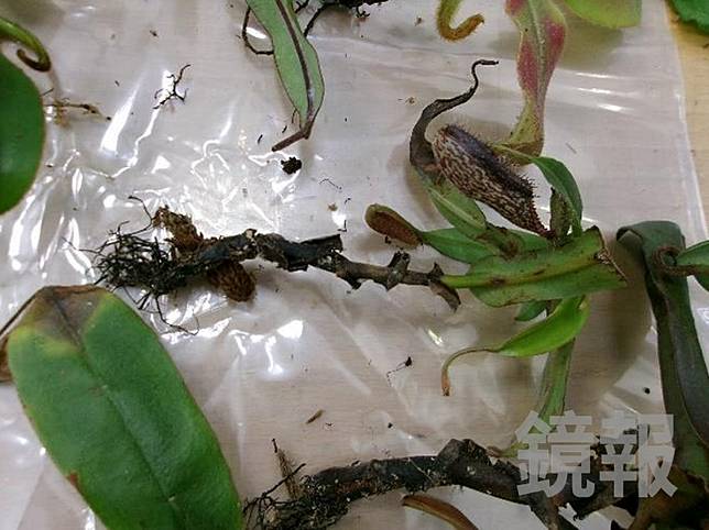 豬籠草是植物害蟲穿孔線蟲的寄主，擅自帶進台灣恐引發生態浩劫。