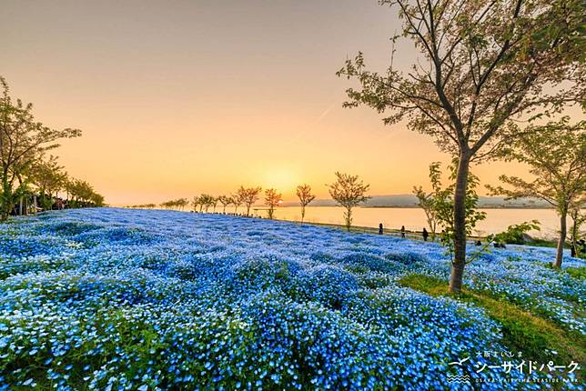 
<p>圖片來源：<a href=