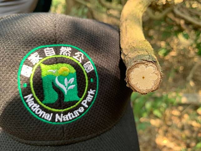 近日柴山上多處蔓藤遭利器砍斷。圖為菊花木 國家自然公園管理處提供