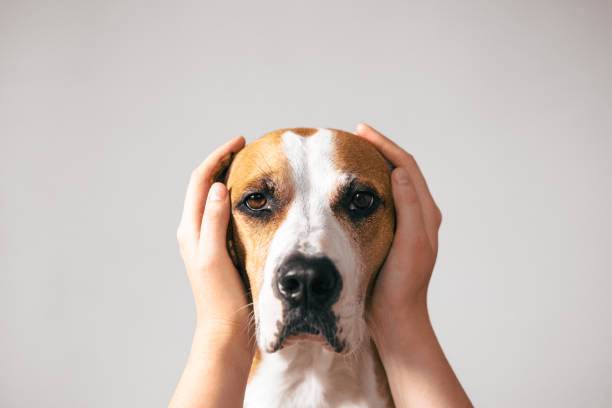 超過一半的犬隻會對煙火聲產生極度焦慮反應。圖:istockphoto