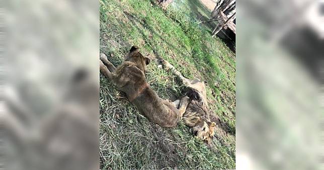 不能演出沒用了　猛獅瘦到皮包骨